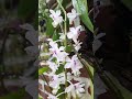 Aerides odorata #orchidcollection #speciesorchids #fragrantflowers #relaxation