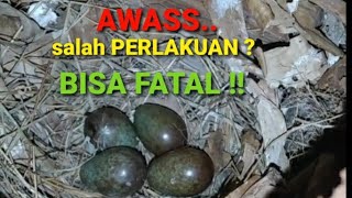 simak !! Hati - hati Perlakukan Indukan Murai Batu saat Mengerami Telur