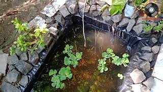 আমার মলি-গাপ্পিদের পুকুর | My outdoor molly and guppy pond | Outdoor Fish pond