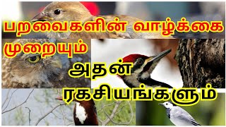 பறவைகளின் வாழ்க்கை முறையும் அதன் ரகசியங்களும்||Interesting facts about birds@kingstills