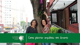 Como Plantar Orquídeas em Árvores