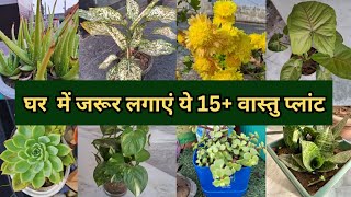 कटिंग से लगायें ये 15+शुभ पौधे||15+ permanent good luck plants grow by cuttings