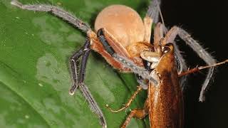 Huntsman Spider: Harmless to Humans Despite 12-in. Leg Span