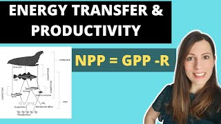ENERGY TRANSFER & PRODUCTIVITY: A-level Biology. NPP = GPP-R