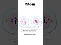 mitosis animation science medicalanimation celldivision biology mitosis cellbiology