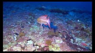 Hawaii marine life at Kure Atoll