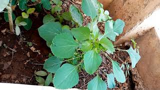 പൂച്ച മയക്കി ചെടികുപ്പമേനി kuppameni medicinal plant