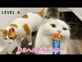 廊下が全部100均の猫よけだった時の猫の反応がまさかすぎた…【関西弁でしゃべる猫】【猫アテレコ】