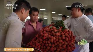 《共富经》 20240612 来颗靓果尝尝鲜|农业致富经 Agriculture And Farming