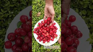 വീട്ടിലെ ചെറി😍#barbadoscherry #fruitgarden #organicfarming