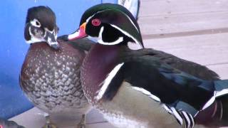 Wood Ducks Couple　アメリカオシドリ夫婦