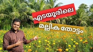 എടയൂർ ചെണ്ടുമല്ലികതോട്ടം|Edayur Mallikathottam|onam special|2022