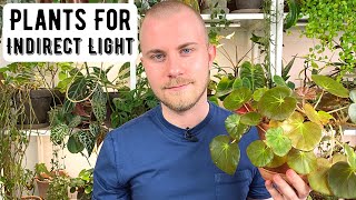 Houseplants That Thrive In Indirect/Medium Light