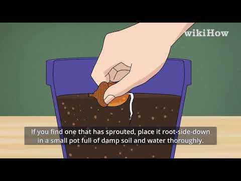 Where do large acorns come from?
