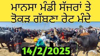 ਮਾਨਸਾ ਪਸੂ ਮੰਡੀ 14/2/2025