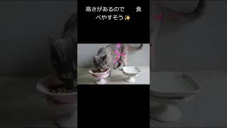 【猫】タヌちゃんの新しい食器　【ダイソー】　#shorts