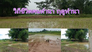 วิถีชีวิตชาวนา ฤดูกาลทำนา@อีสานบ้านขอนแก่น