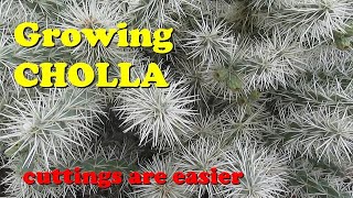 The Plant Traveller: Growing CHOLLAS #cacti #succulents