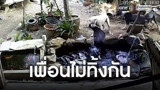 เพื่อนไม่ทิ้งกัน เมื่อน้องหมาพลาดตกน้ำ | ข่าวช่องวัน | one31