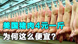 为什么美国的猪肉，一斤才卖4元？看完养殖加工过程就明白