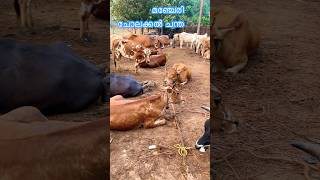 മഞ്ചേരി ചോലക്കൽ ചന്തയിലെ പശുക്കൾ #cow #kala #beefcattle #beef #buffalo #beefs #meat #beefcutting