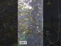 cascade hops time lapse growth in oregon hop yard