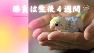 初心者がベタ慣れインコを育てる超・簡単な育成方法。　【きなこのお父さんのHOW TO BIRD】オカメインコと愉快な仲間たち