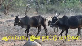 ஆலம்பாடி பாகம் 2 (In search of indigenous cows of my village)