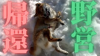 柴犬ポン太、雪の野営から帰還