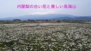 山形県刈屋梨園の花　ドローンにて空撮　2020