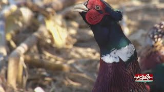 South Dakota preps for traditional pheasant season