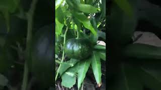 Isang puno ng kalabasa pero maraming bunga #ytshorts #vegetables #shortvideo #ytviral