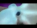 15 Otherworldly Deep Ocean Creatures Found by ROVs in Alaska