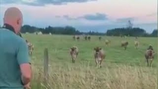 Man Serenades Cows With His Saxophone