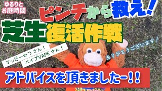 【芝生の手入れ】復活作戦始動！サッチング＋目土入れ　芝生元気になぁれ　５月ゆるりとお庭時間