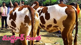 మద్దూర్ సంతకి భారీ తూర్పు ఎద్దులని తెచ్చిన రైతు నారాయణరెడ్డి గారు,Farmer form narayanpet district