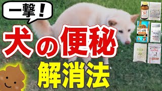 【一撃】犬の便秘解消法を獣医師が解説します｜おすすめのサプリ＆ドッグフードを紹介