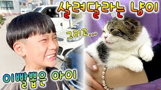 이빨뽑는 버섯도리 ! 예방접종이 무서운 고양이 송이 일상 Vlog