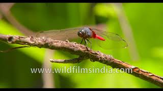 Crimson-tailed Marsh Hawk dragonfly or Orthetrum pruinosum in Delhi