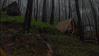 Rainforest Sounds for Relaxation | Deep Sleep with Heavy Rain Inside a Dense Pine Forest at Night