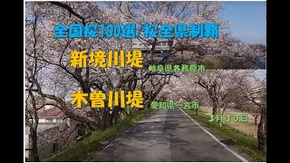 新境川堤・木曽川堤の桜　サクラ１００選桜全県制覇【うっきっき～】