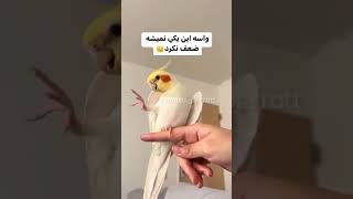 رقص خفن عروس هلندی 😎 اموزش رقص#shorts #short #طوطی #birds #پرنده #cockatiel