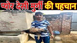 Pure Desi Murgi Ki Pahchan  || Pure Desi Murgi Ko kaise Pahchane