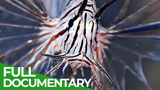 Miracle Venom | Blue Realm | Free Documentary Nature
