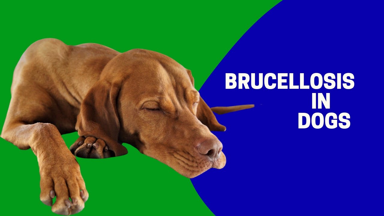 Brucellosis In Dogs - YouTube