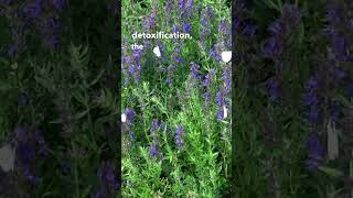 Hyssop Benefits