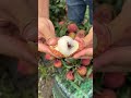 grow a lychee tree and it will bring you fruits for many generations satisfying fruit