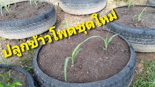 ปลูกข้าวโพดในล้อยาง ผักสวนครัว ปลูกผักกินเอง จินตนาปลูกผักChintana   Garden