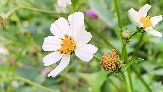 ［認識植物好好玩］「大花咸豐草/白花鬼針草」學名：Bidens alba，到處都是小小白花，中心的黃色的筒狀花才是真正的花。大蔚阿昌（David Liao)