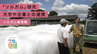 期待の作物で循環型社会を目指す産学連携の研究！【ソルガム栽培畑/ 名古屋大学実証フィールド（愛知県東郷町）】｜中部電力